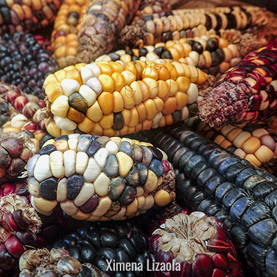 Qué nos aportan los maíces | Biodiversidad Mexicana