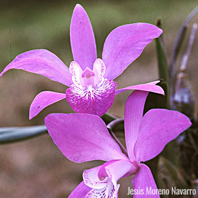 Ornamental | Biodiversidad Mexicana Ornamental | Biodiversidad Mexicana