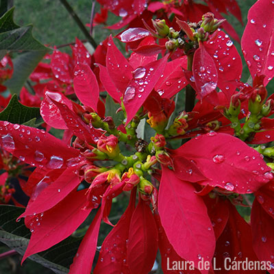 Ornamental | Biodiversidad Mexicana Ornamental | Biodiversidad Mexicana