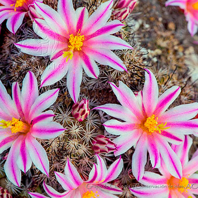 Ornamental | Biodiversidad Mexicana Ornamental | Biodiversidad Mexicana