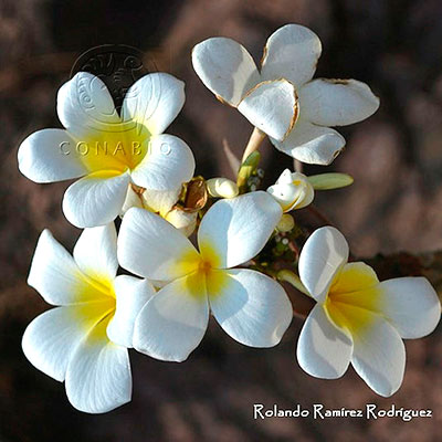 Ornamental | Biodiversidad Mexicana Ornamental | Biodiversidad Mexicana