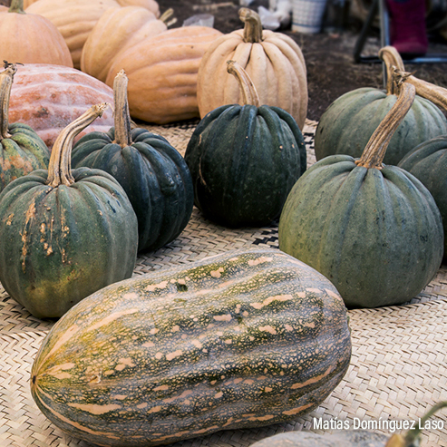 Calabazas