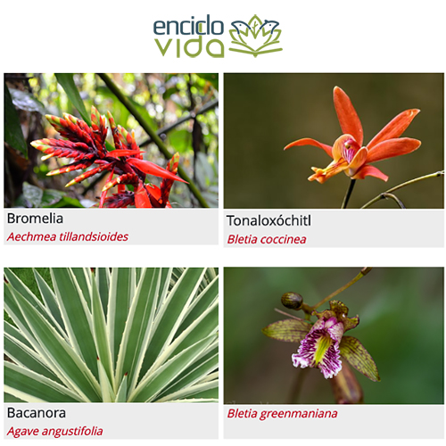 Ornamental | Biodiversidad Mexicana