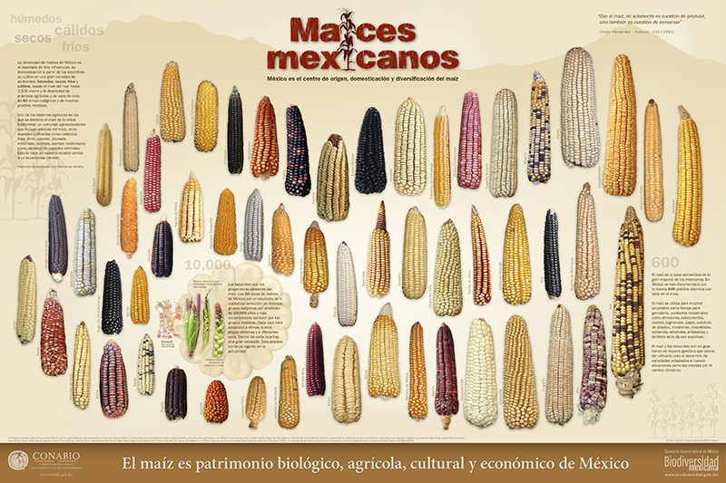 Razas de maíz de México | Biodiversidad Mexicana