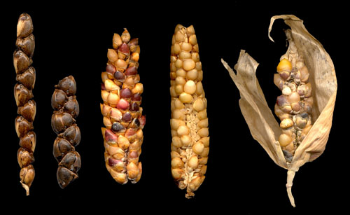 Teocintles | Biodiversidad Mexicana