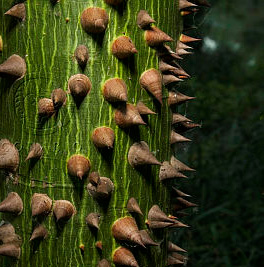 Ceiba