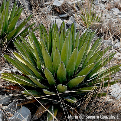 Agave