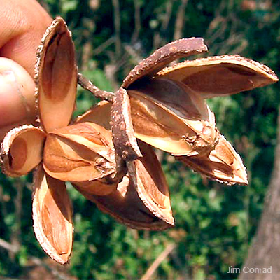 Cedro rojo