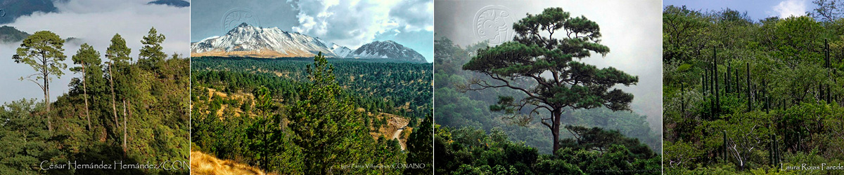 Maderable | Biodiversidad Mexicana