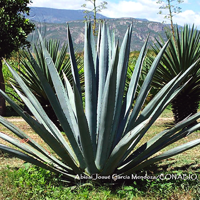 Agave americana var. Oaxaquensis