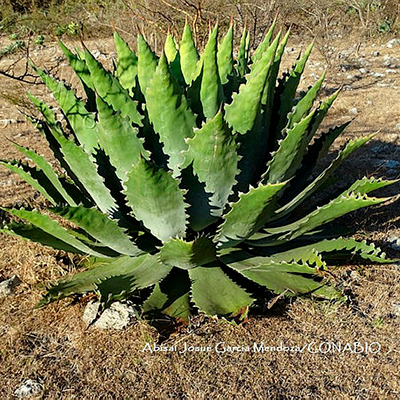 Agave cupreata