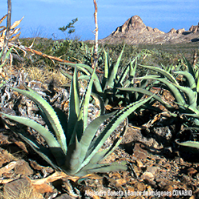 Agave durangensis