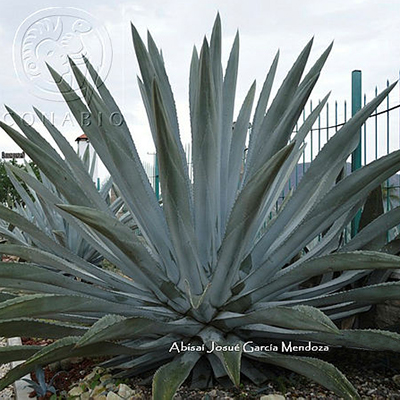 Agave americana