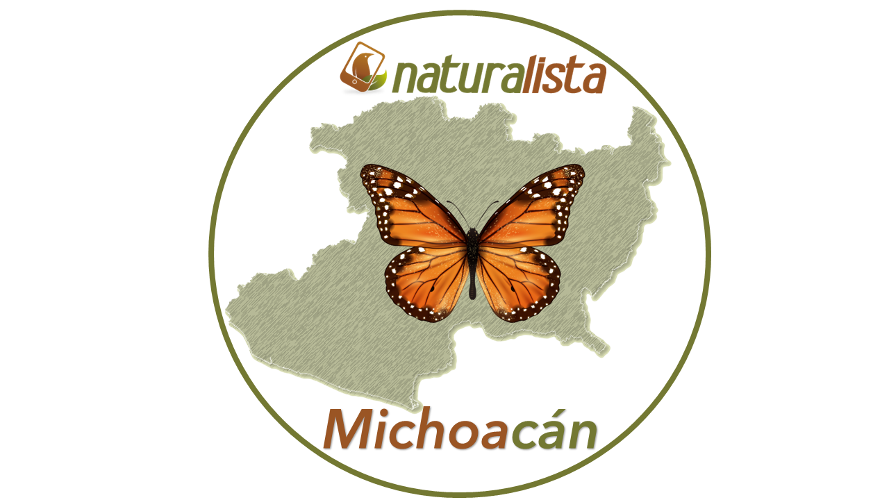 Naturalista Michoacán