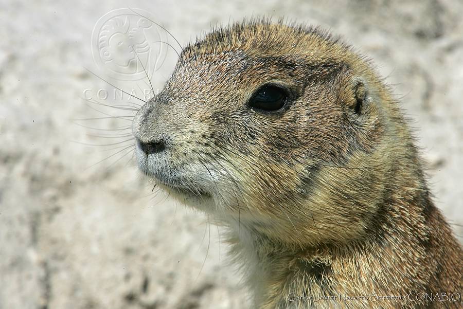 Perro Llanero Mexicano (cynomys mexicanus)